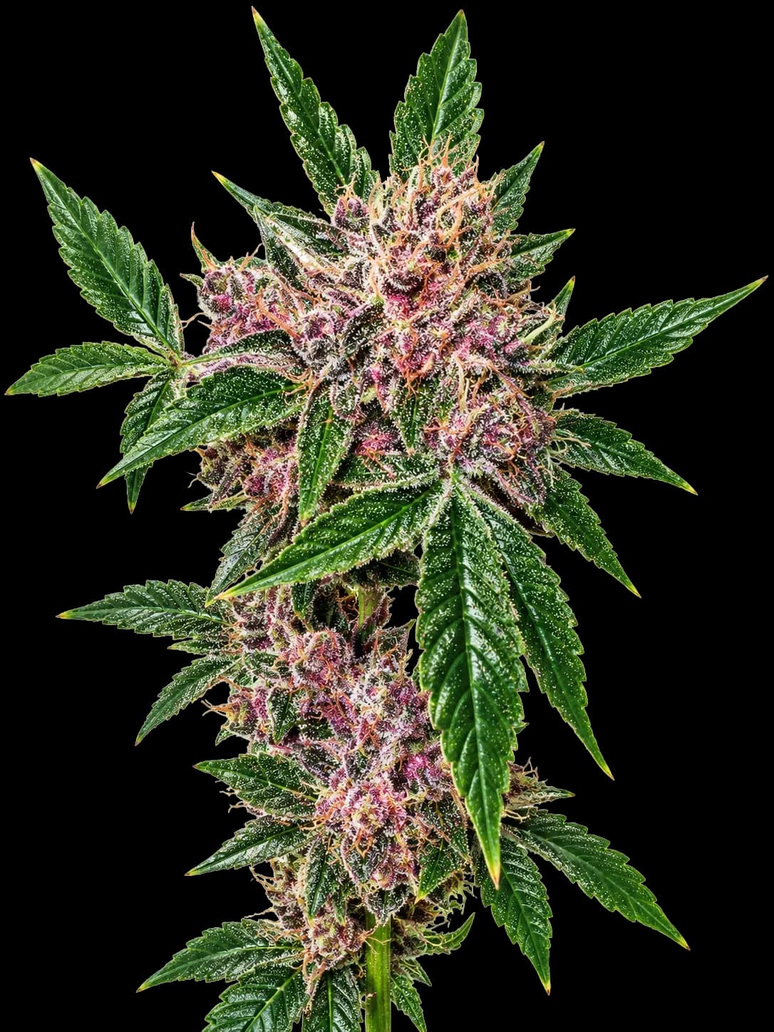 Cherries Jubilee