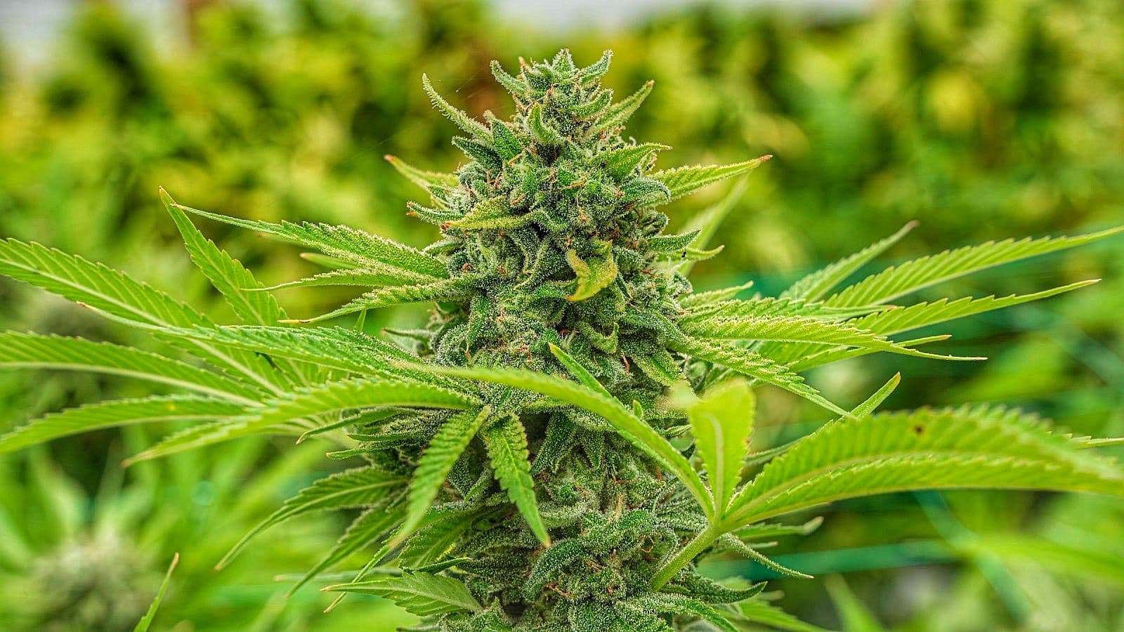 A WORLD BREEDERS COLLABORATION STRAIN CLEMENTINE SLUSH