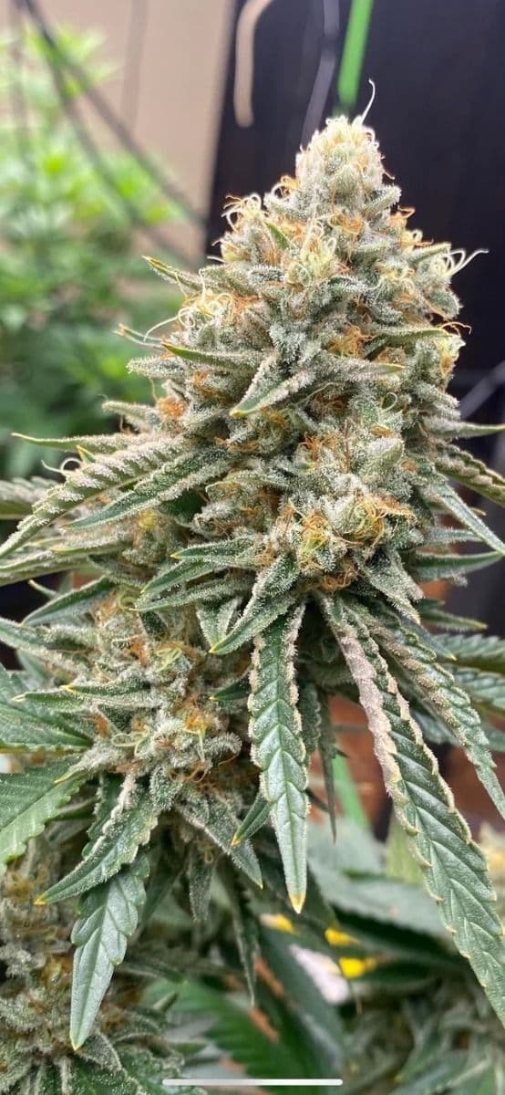 Corleone Kush