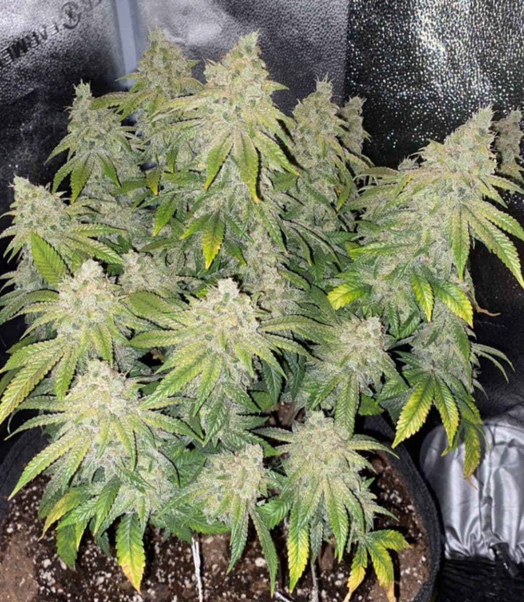 Deadhead OG Auto Flower