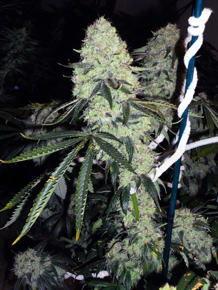 Deadhead OG
