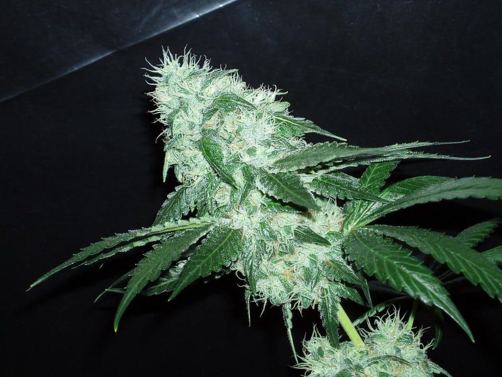 POISON OG KUSH