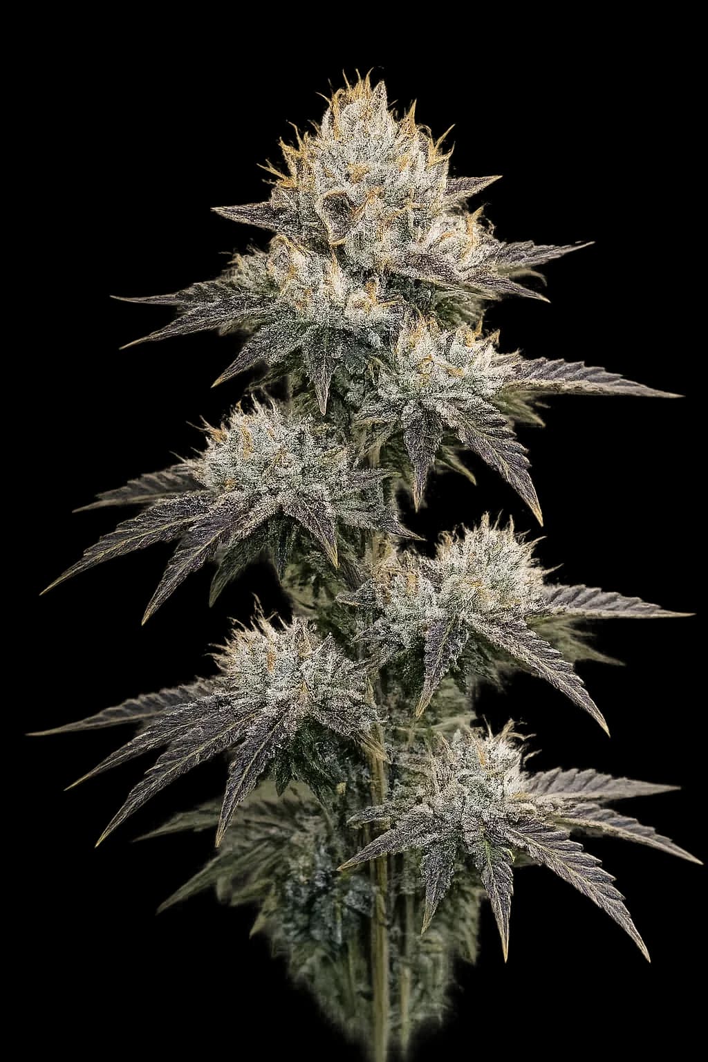 Grape OG