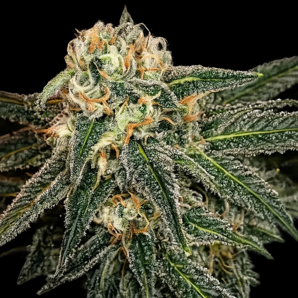 Green Crack