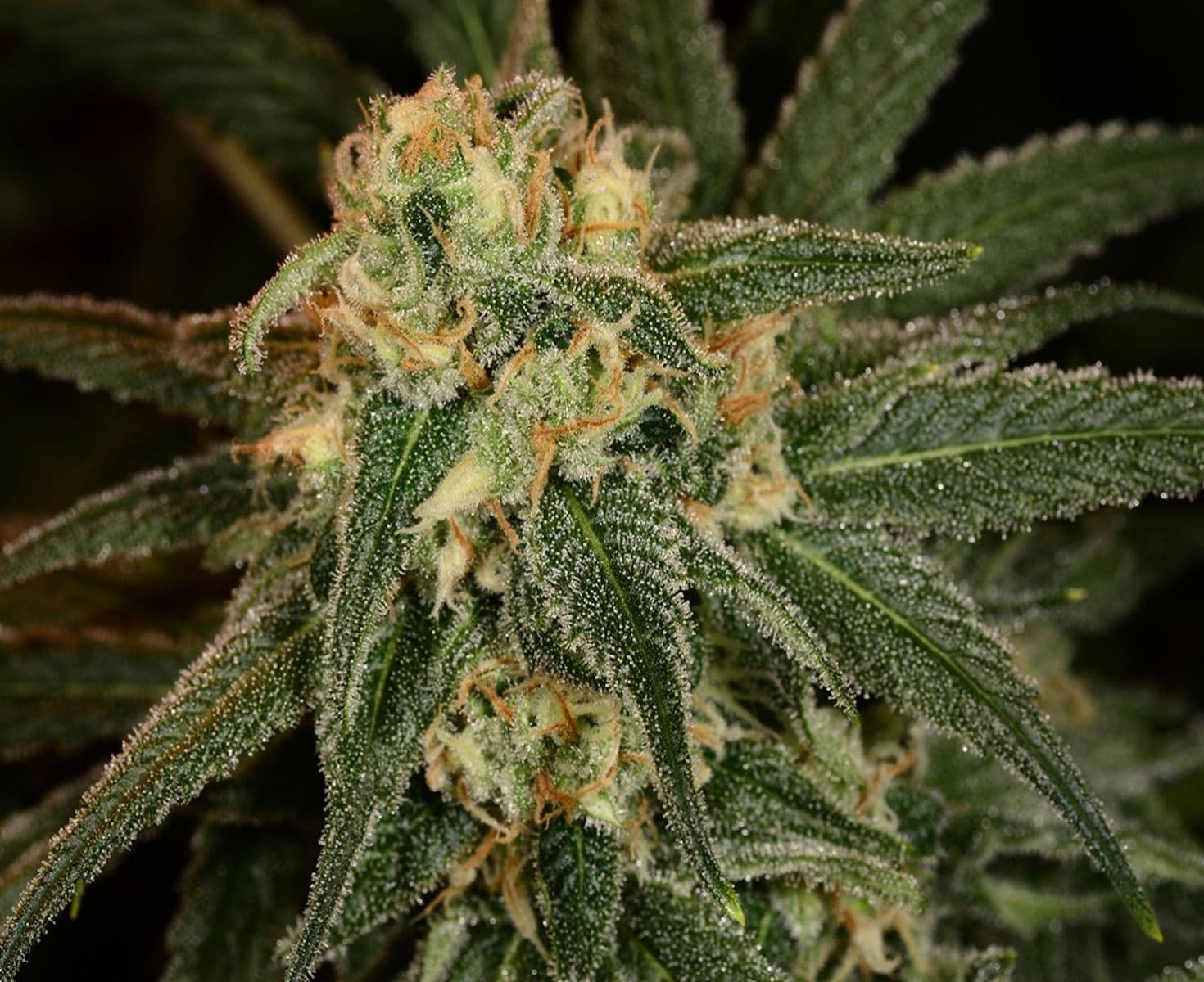 Green Crack