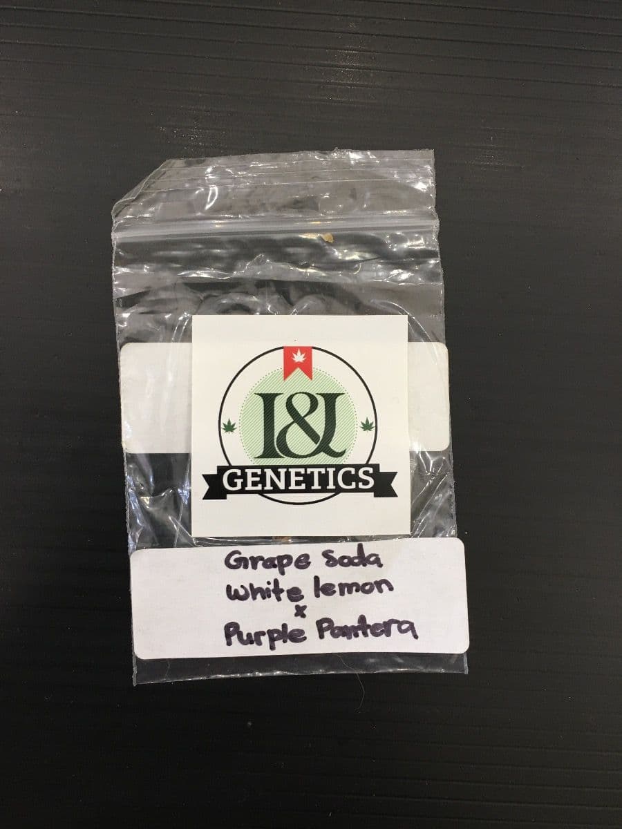 I&I genetics Grape Soda
