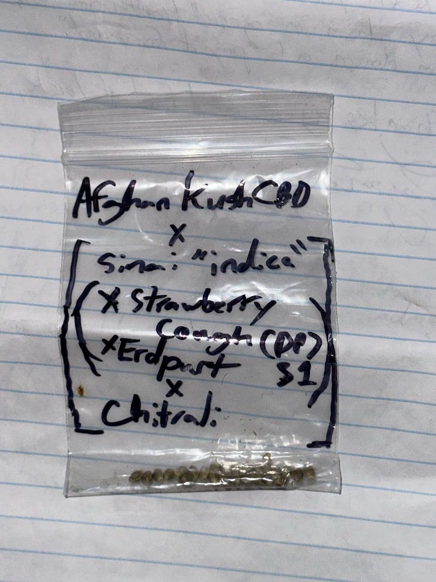 Afghan Kush Cross