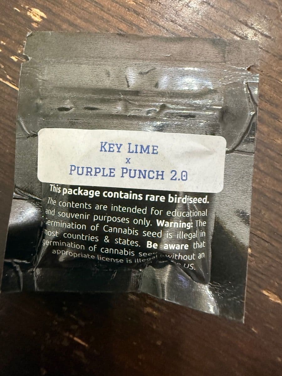 Secret Society Key Lime Pie X Purple Punch 2.0