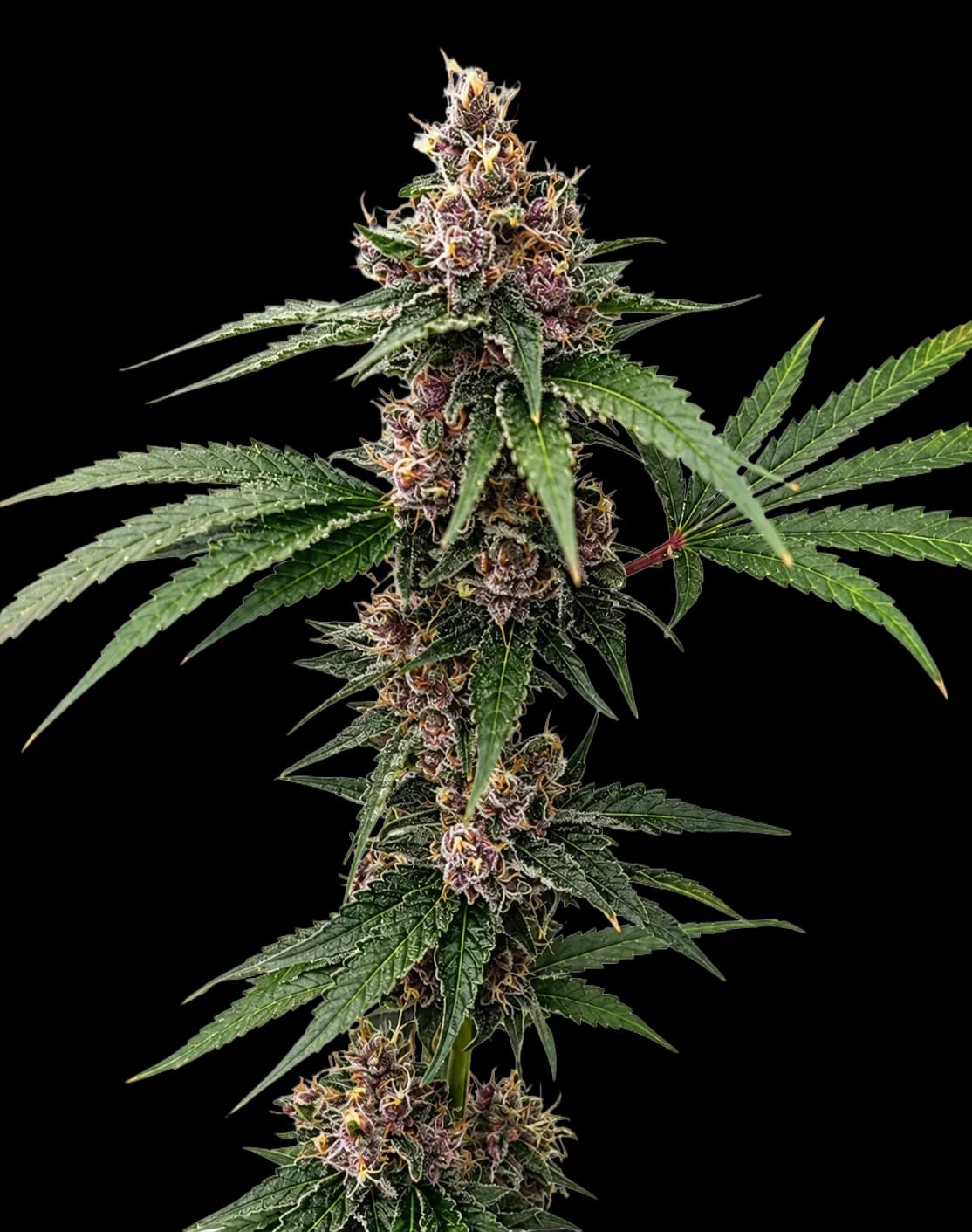 [ARCHIVED — delete on your go] Island Punch Auto Flower