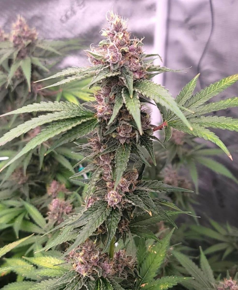Island Punch Auto Flower