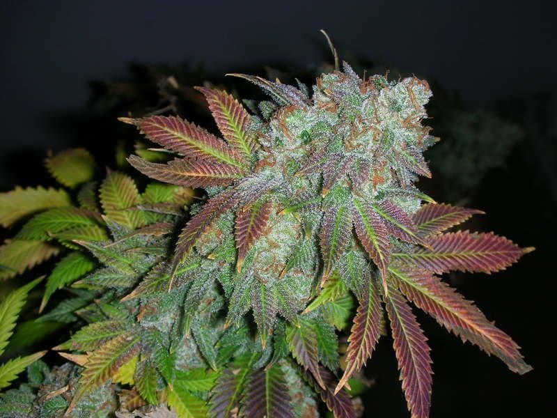 Jamaican D Regular Seeds