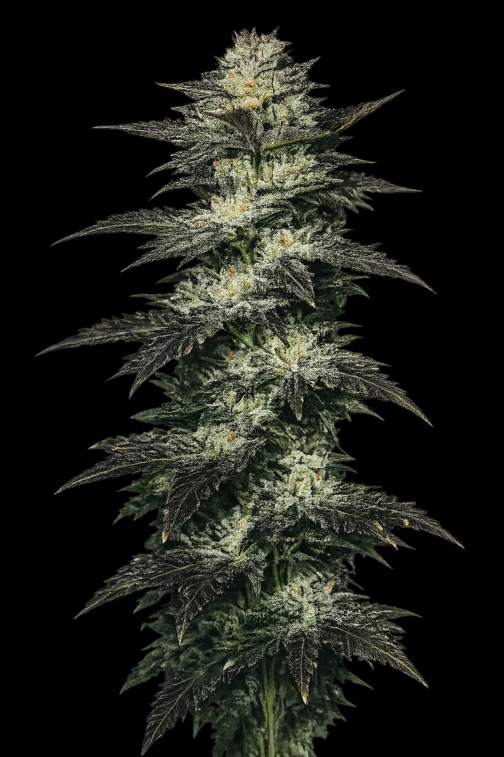 Jupiter OG Kush
