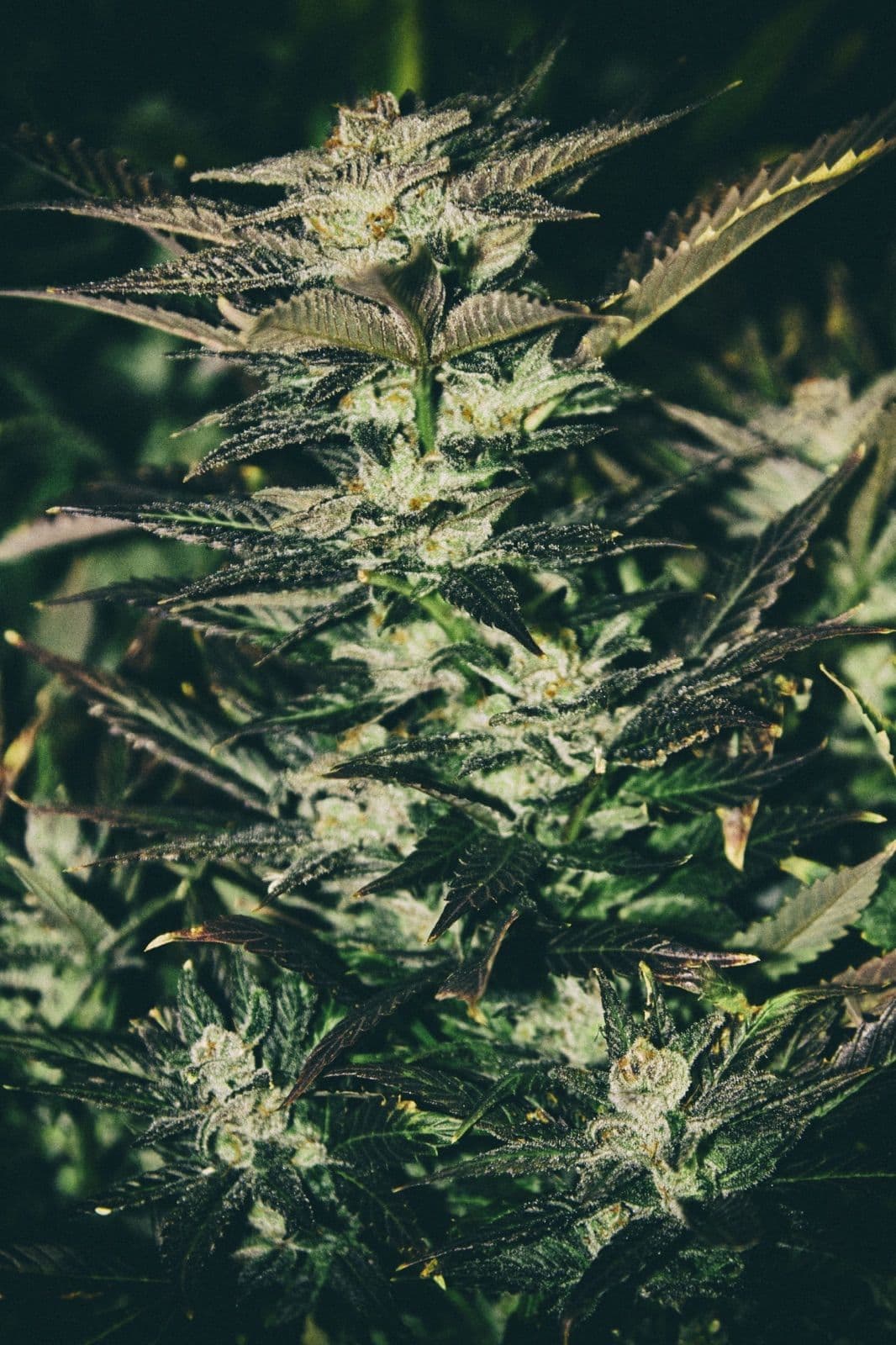 Jupiter OG Kush