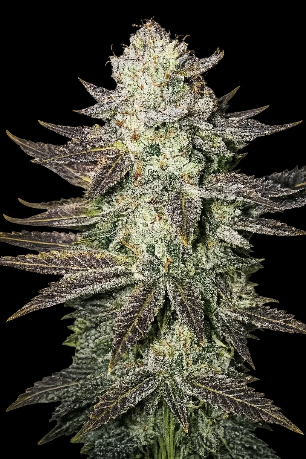 LA Cookies