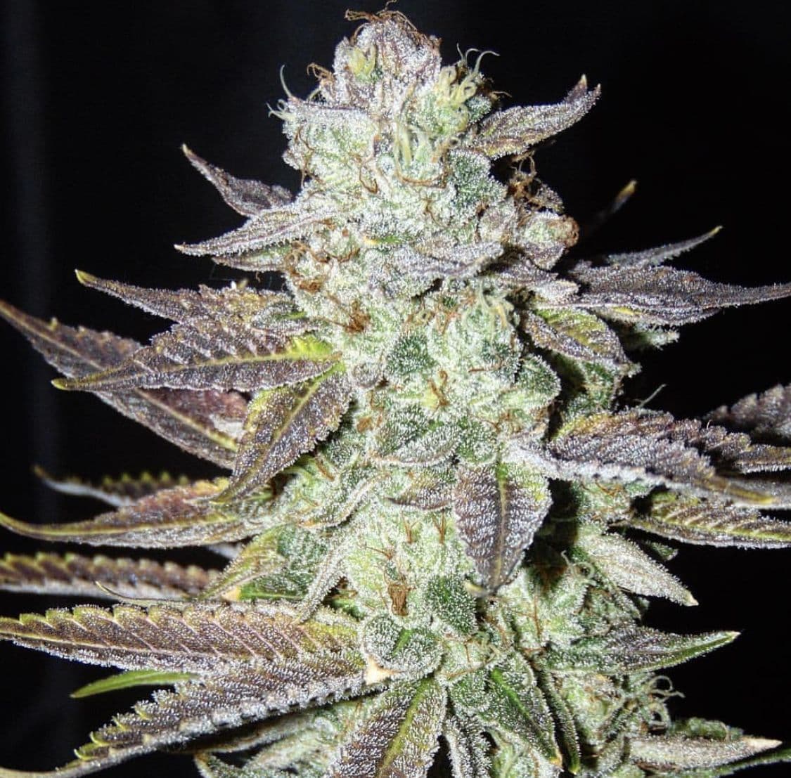 LA Cookies