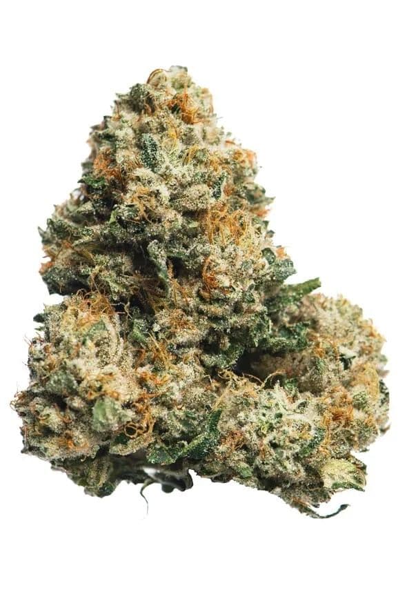Legend OG S1