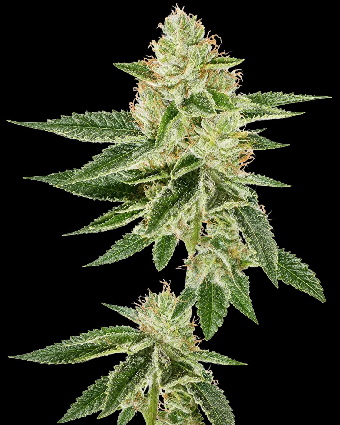 Louis XIII OG