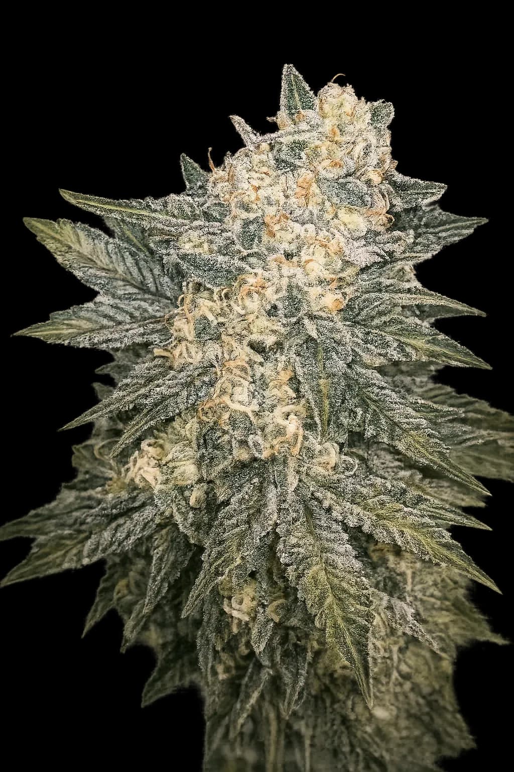 Mint Milano