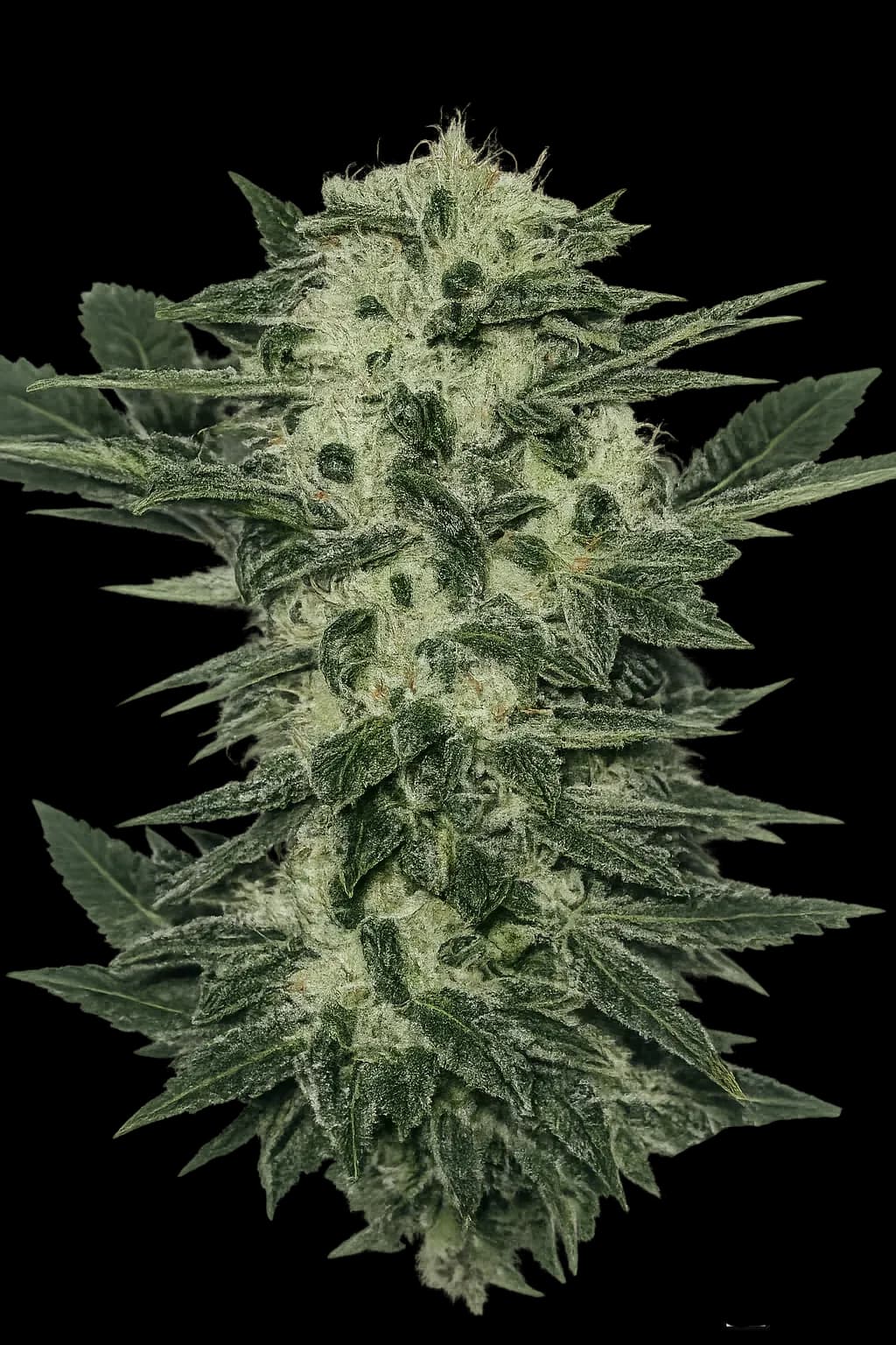 Original Sour Diesel