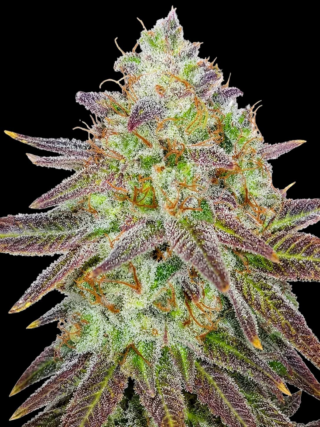 [ARCHIVED — delete on your go] Passion Berry