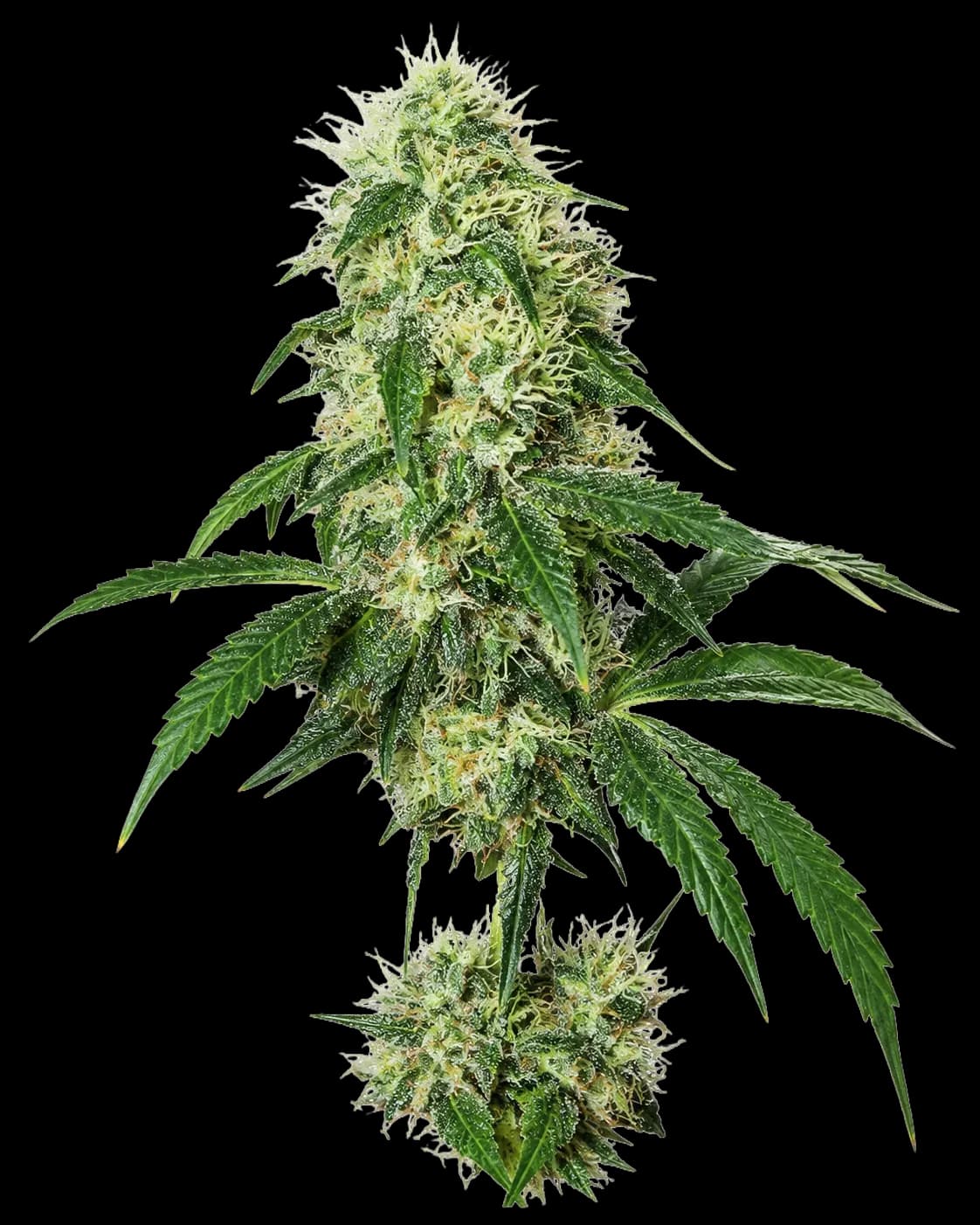POISON OG KUSH