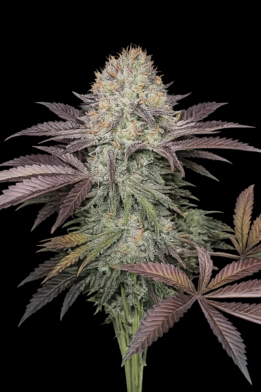 Purple Crack