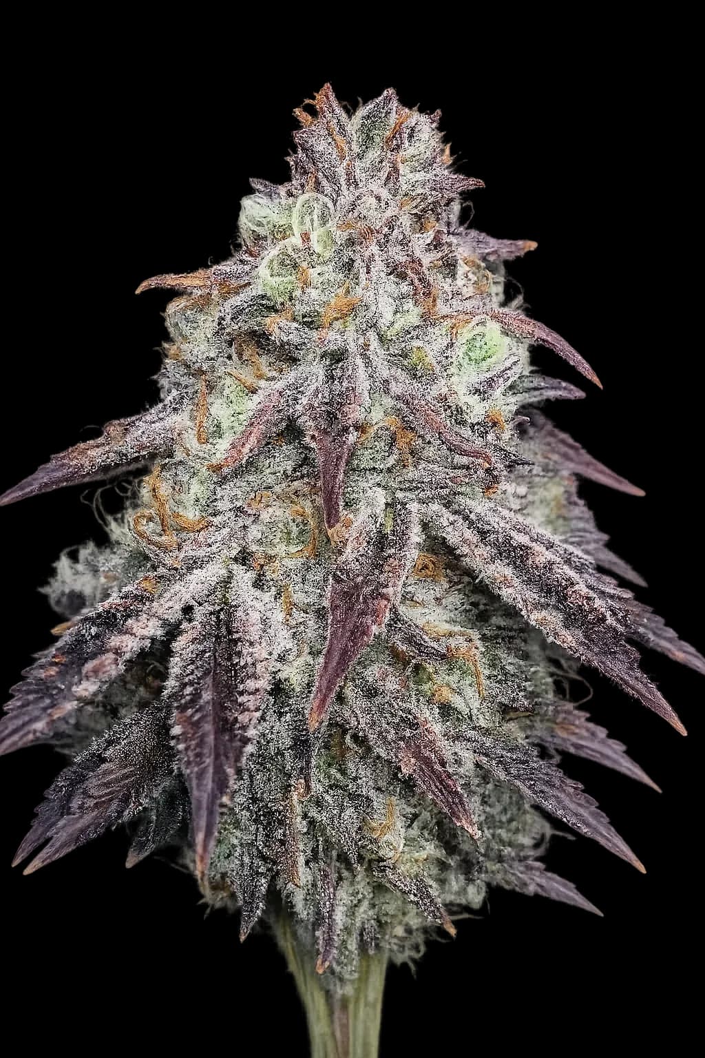Purple Diesel