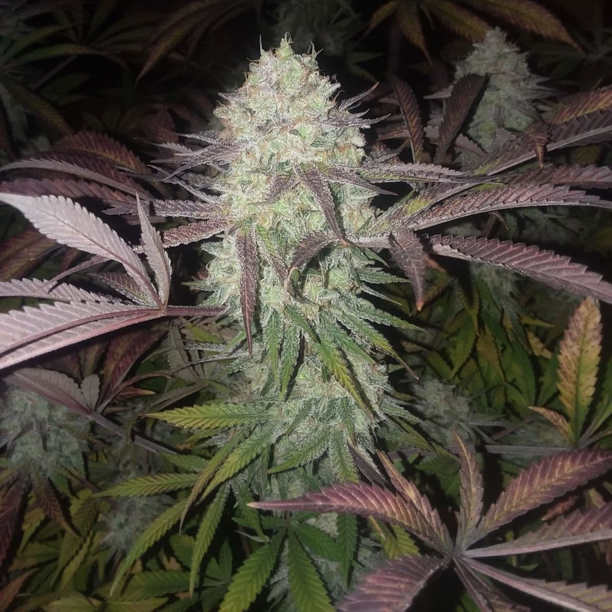 Purple Crack