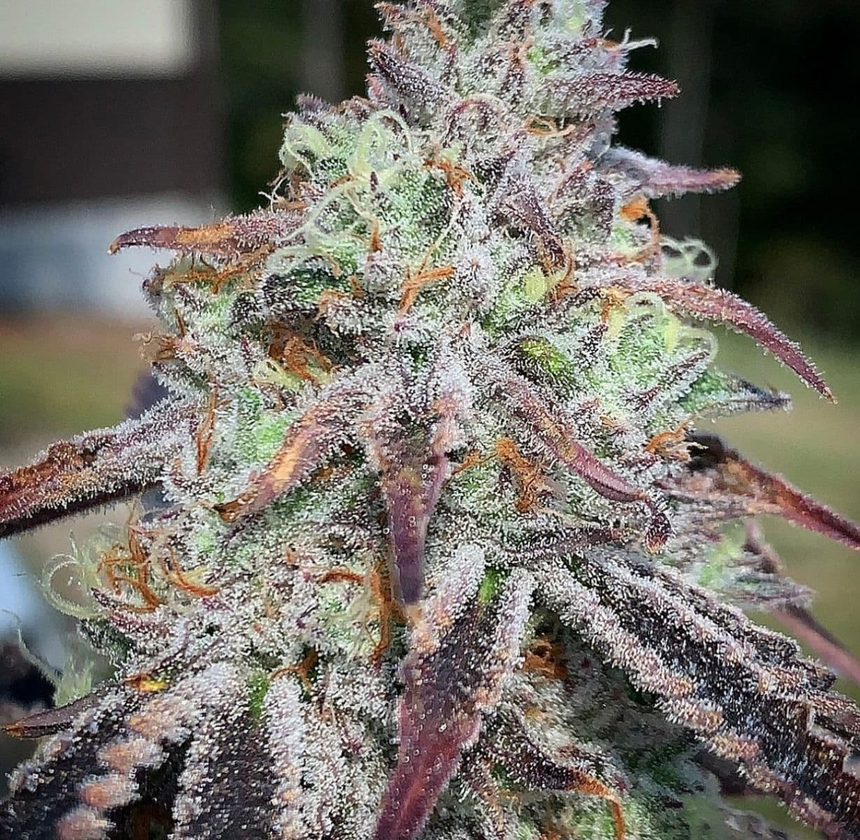 Purple Diesel