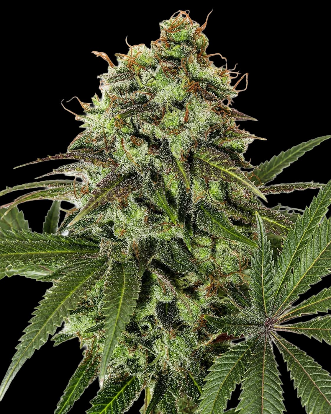 Strawberry OG