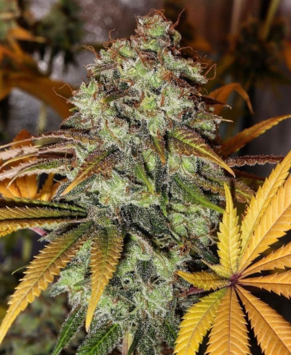 Strawberry OG