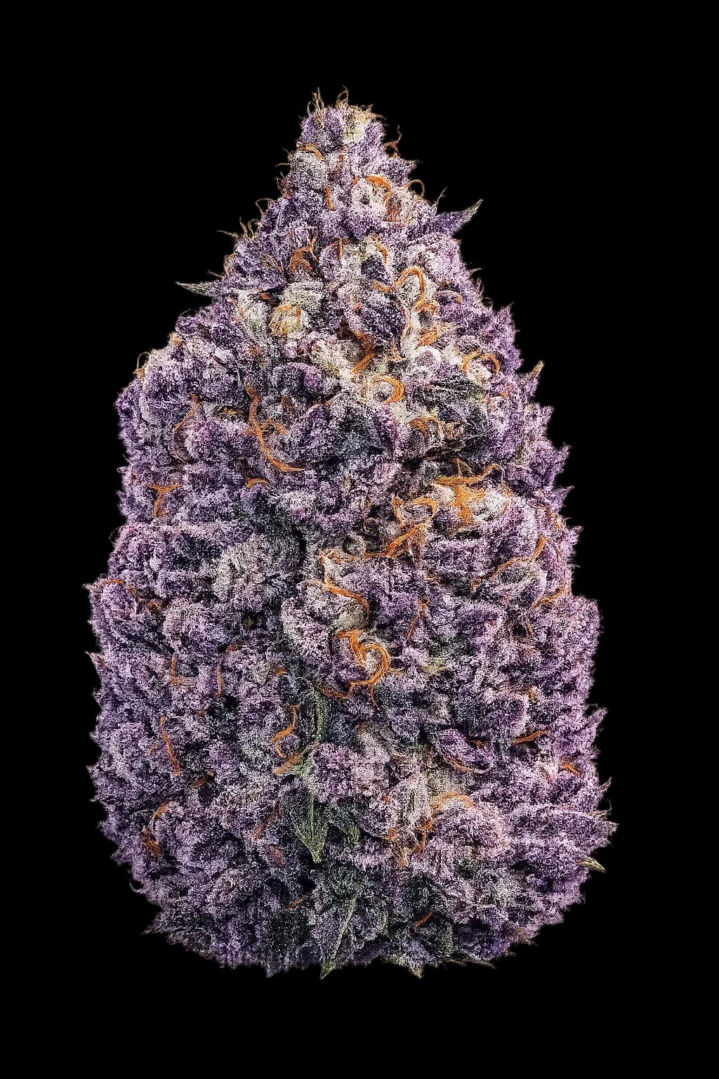 Swerve's Purple Indica S1