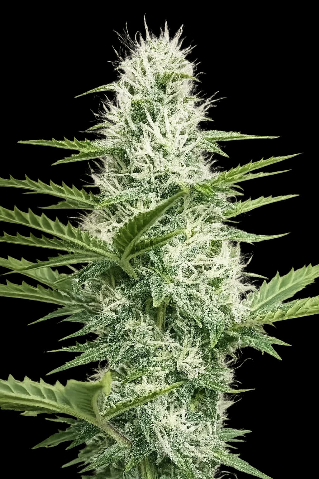 Tart's Auto