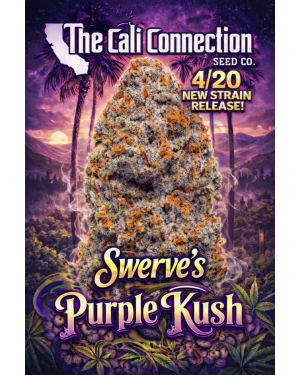 Swerve's Purple Kush