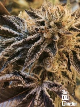 Corleone Kush