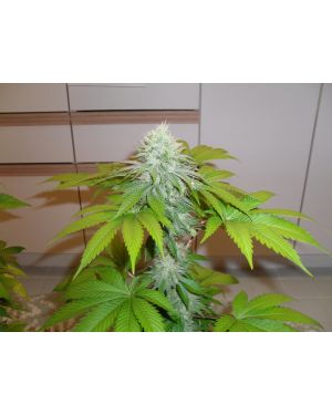Chem D BX1 Regular Seeds