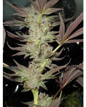 Warren G's Regulator Kush