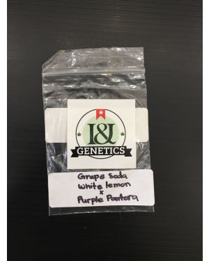 I&I genetics Grape Soda