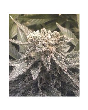 Lebanese Hash Plant aka Hezbollah Hash
