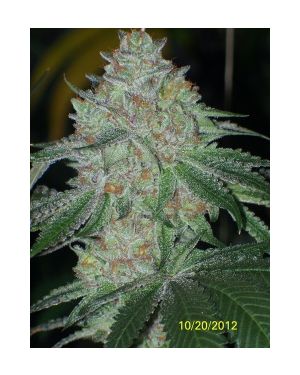 Skywalker OG Kush S1