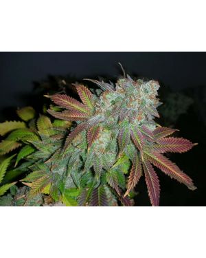 Jamaican D Regular Seeds