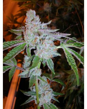 Tahoe OG S1