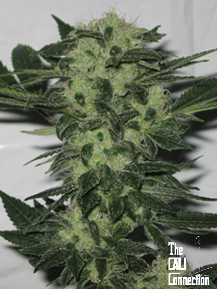 Sour Diesel X Cinderella 99 Seeds - Old School Breeders Association