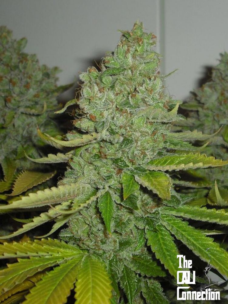 OG Kush CBD - Feminized Marijuana Seeds